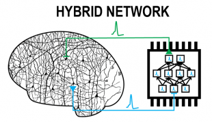 an illustration of a brain connected to a computer to form a hybrid network in a synaptically connected brain