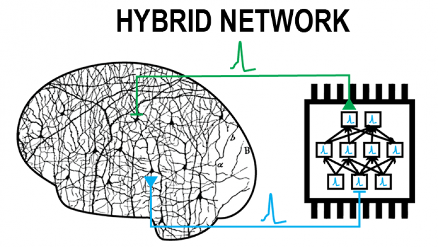 an illustration of a brain connected to a computer to form a hybrid network in a synaptically connected brain